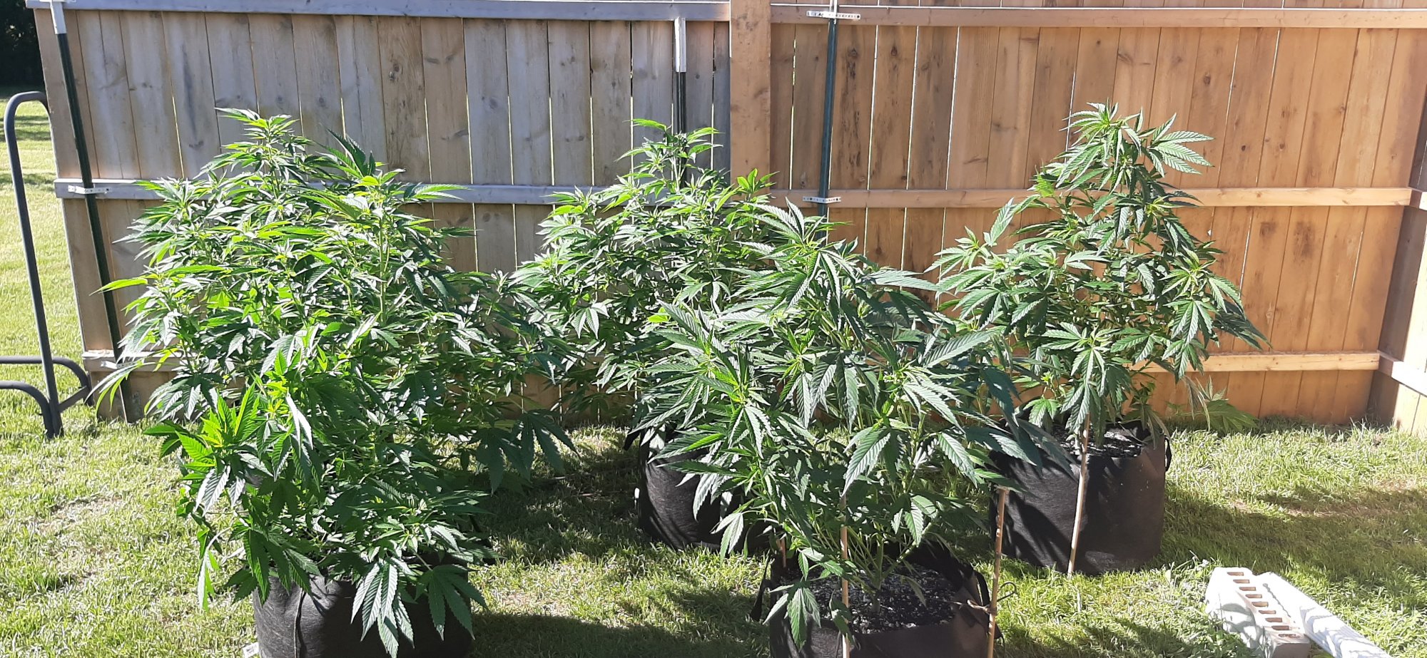 First outdoor grow using clones