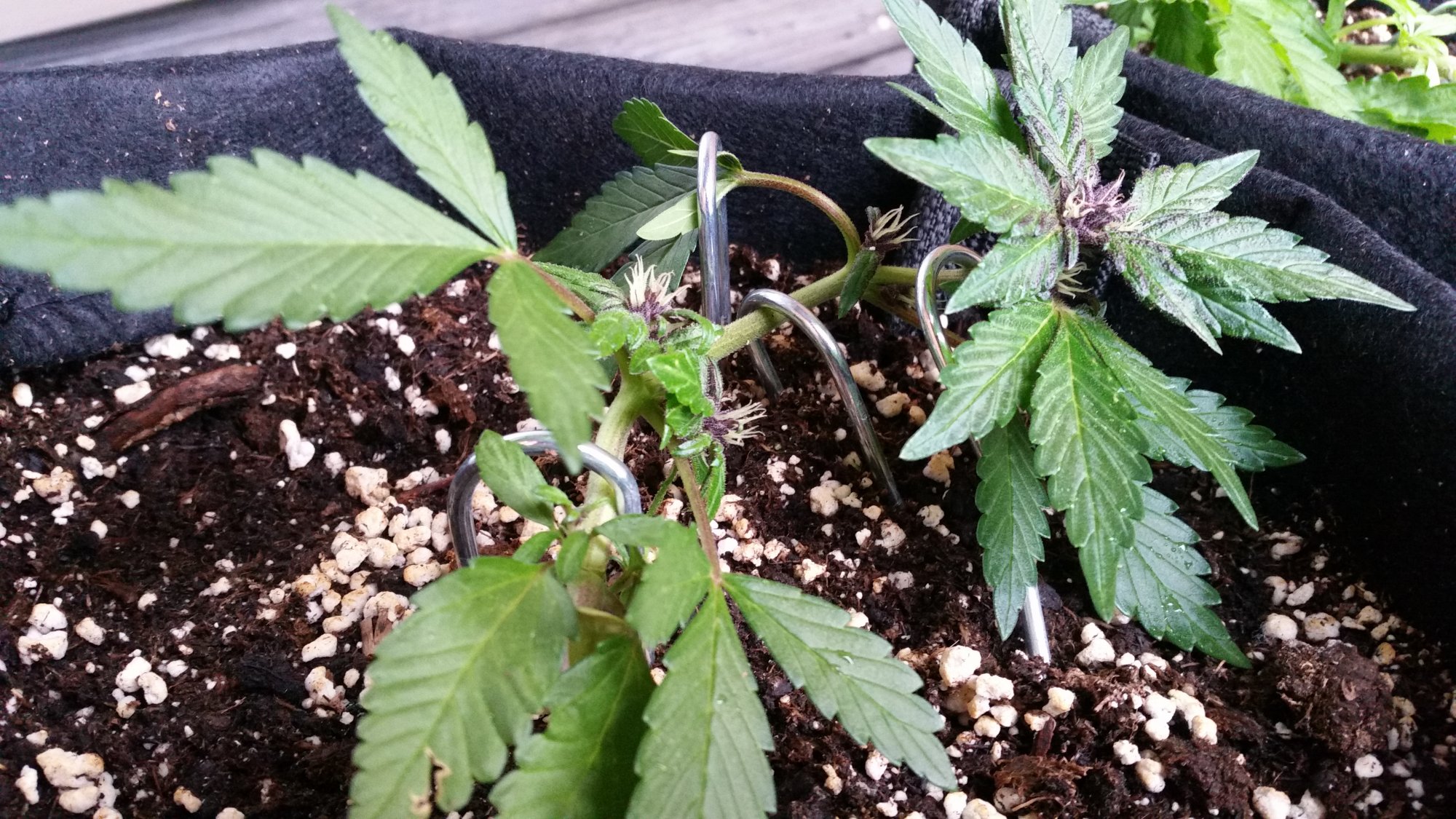 First outdoor grow week 5 looking okay 2