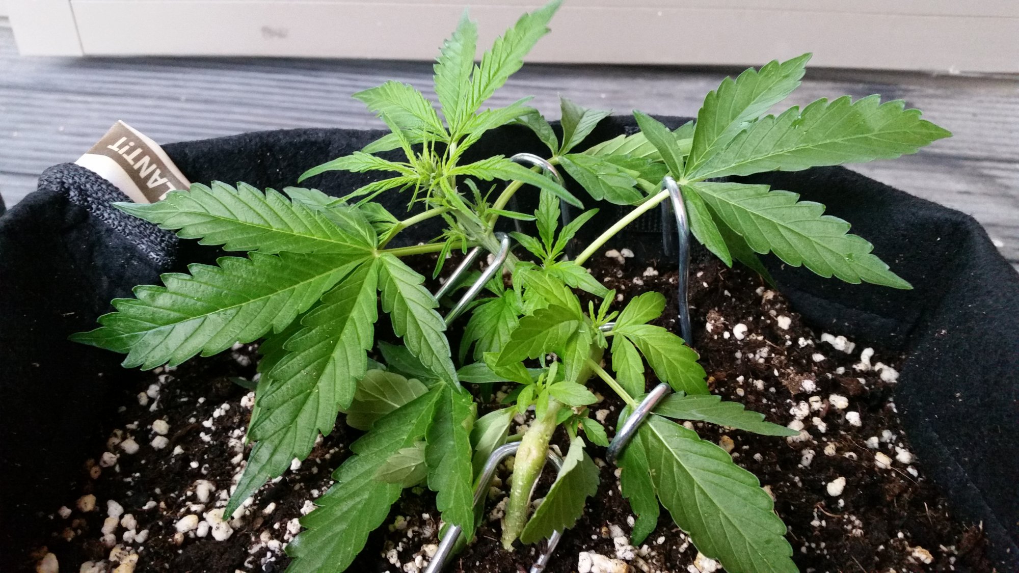 First outdoor grow week 5 looking okay
