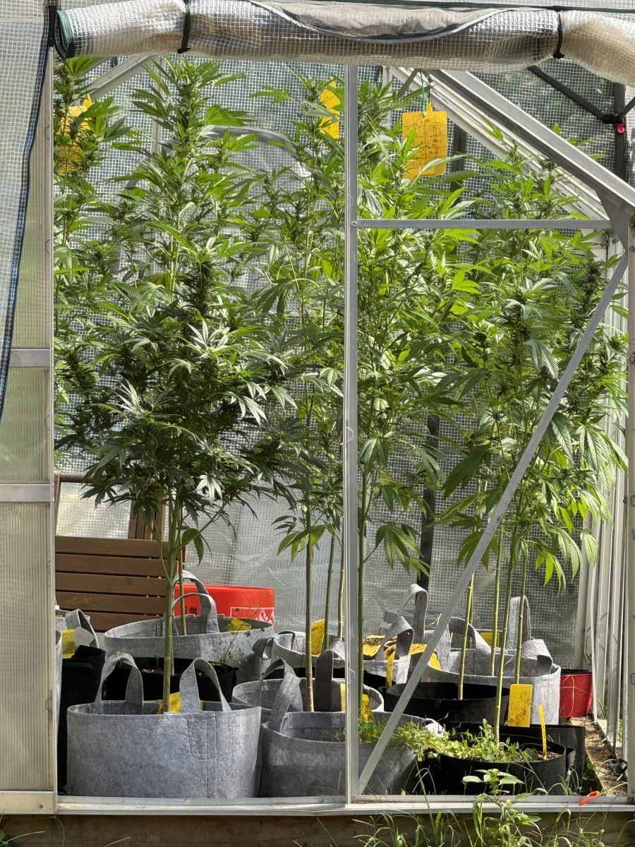 First outdoor grownot sure if i need more space 2