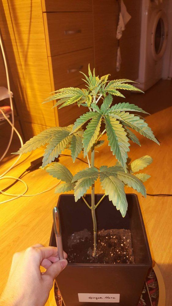 First plant deficiency question with detailsimages in post 36 v 2