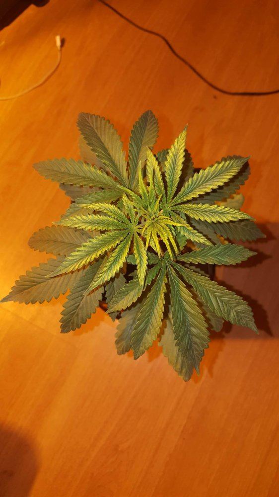 First plant deficiency question with detailsimages in post 36 v