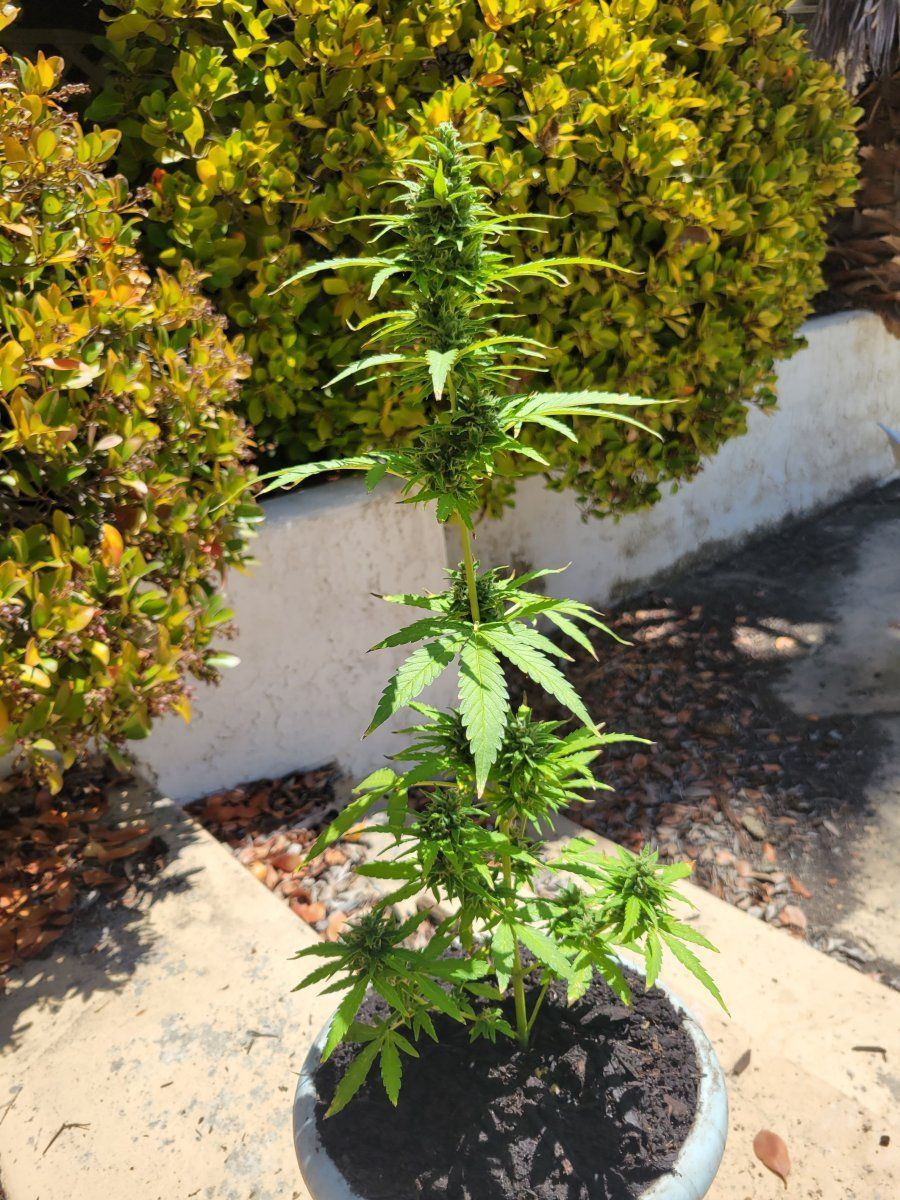 First plant ever grown outdoors autoflowering z skittles im confused on when i should cut it d