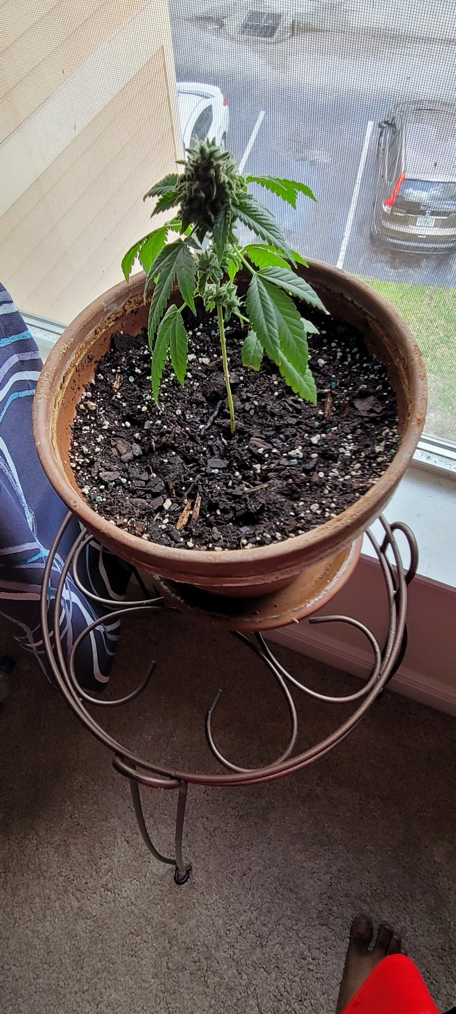First plant ever thoughts on how its doing 2