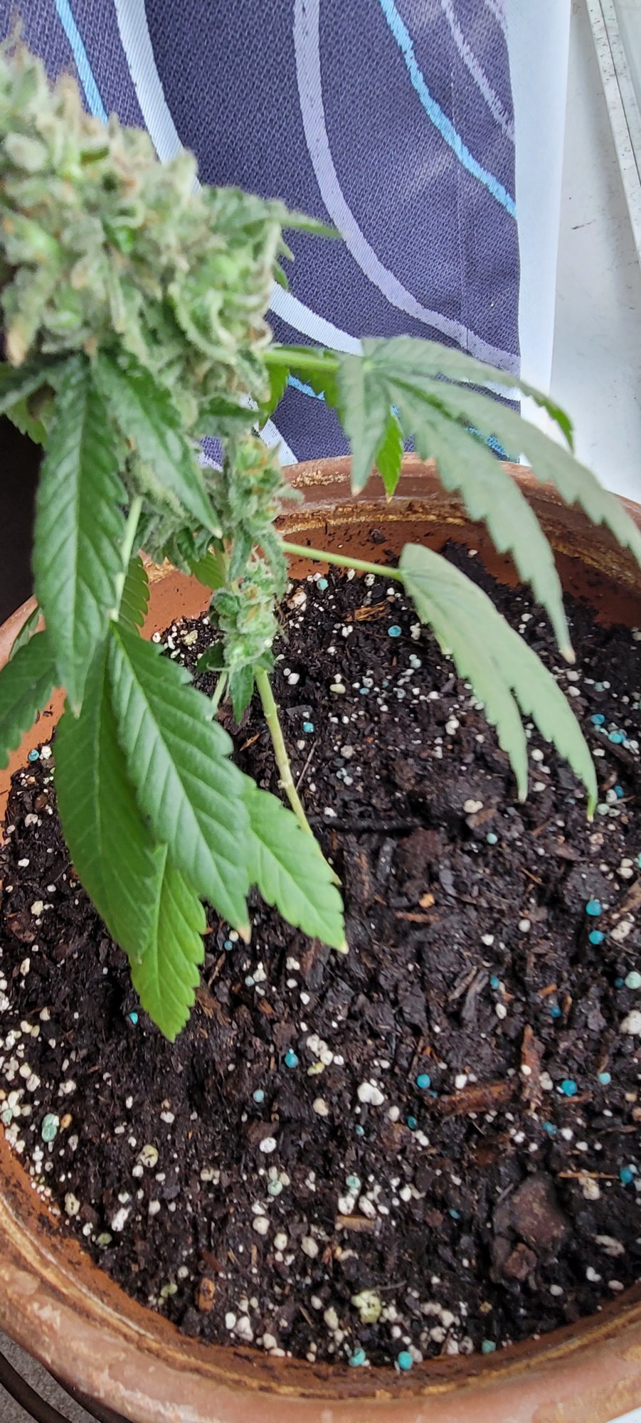 First plant ever thoughts on how its doing 6