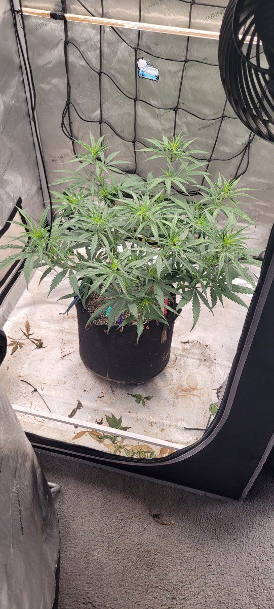 First post here not my first grow though