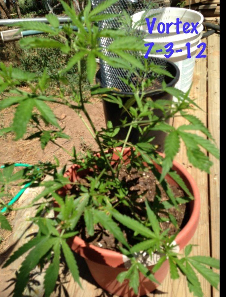 First real grow outdoor need help w nutes training experience 2