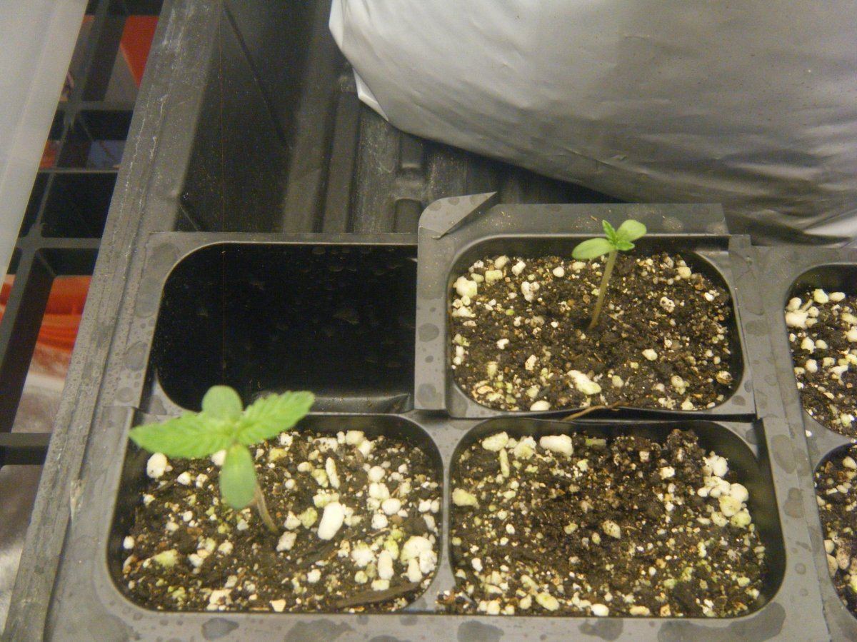 First real grow purple widow white widow x big bud auto roadrunner all organic 4