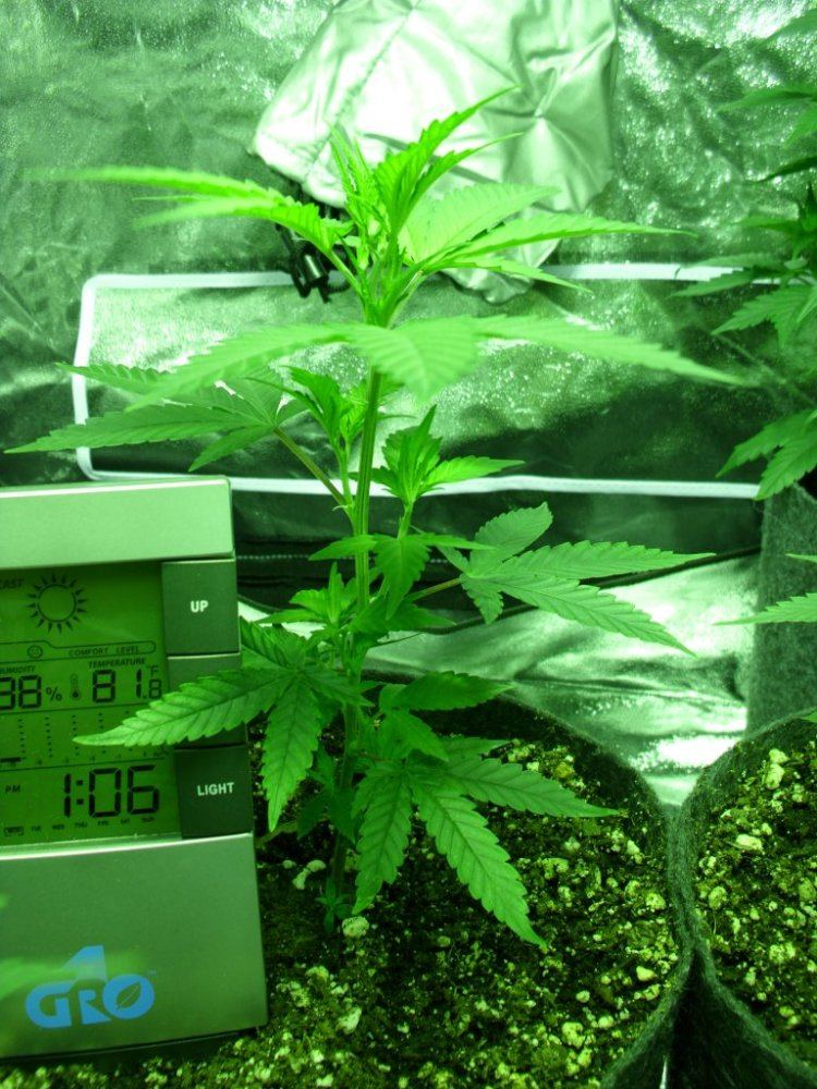 First real grow   sour og 10