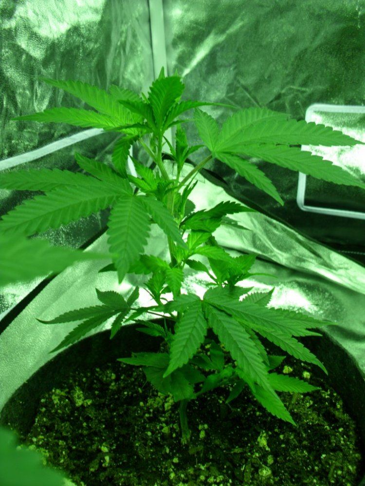 First real grow   sour og 11