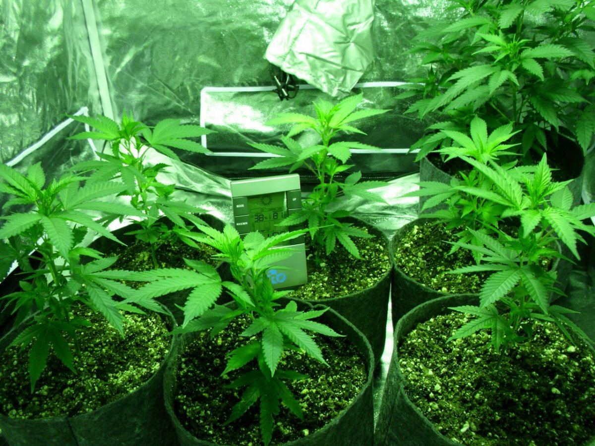 First real grow   sour og 12