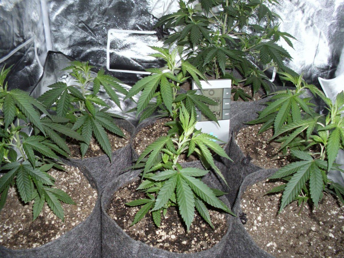 First real grow   sour og 13