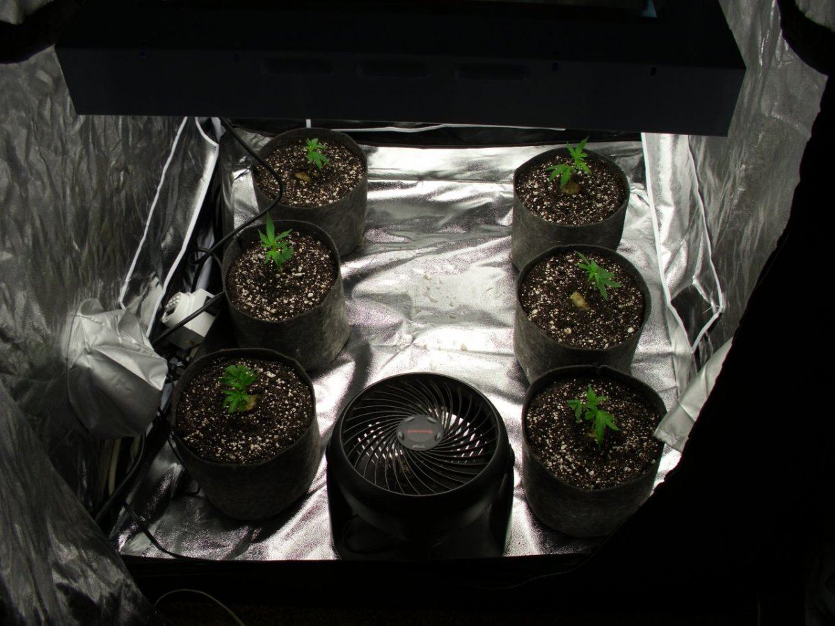 First real grow   sour og 2