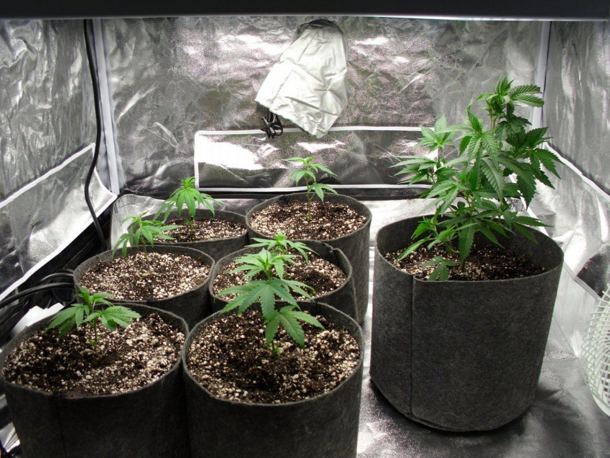 First real grow   sour og 3