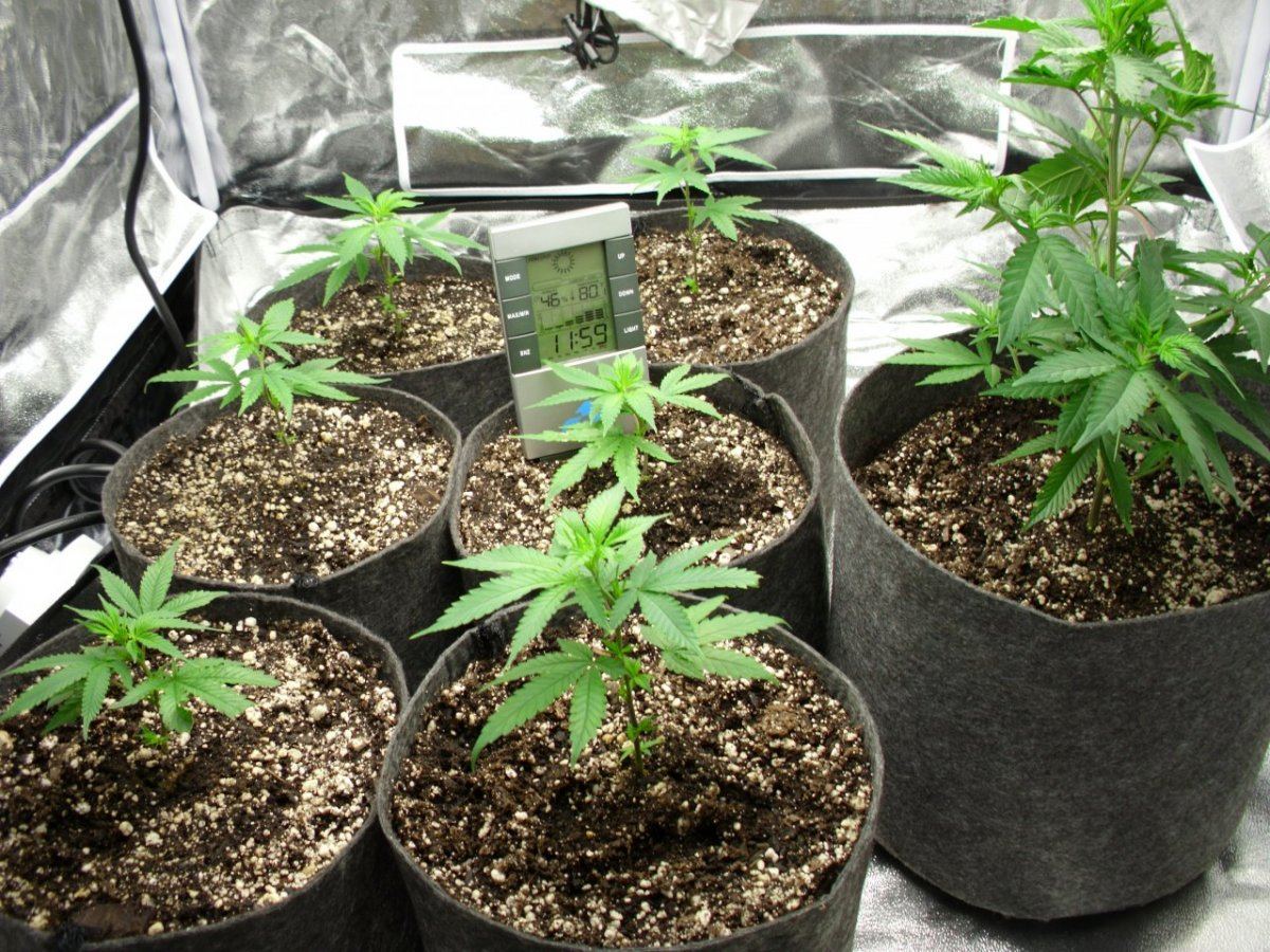 First real grow   sour og 4