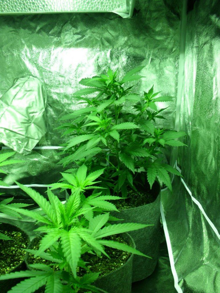 First real grow   sour og 5