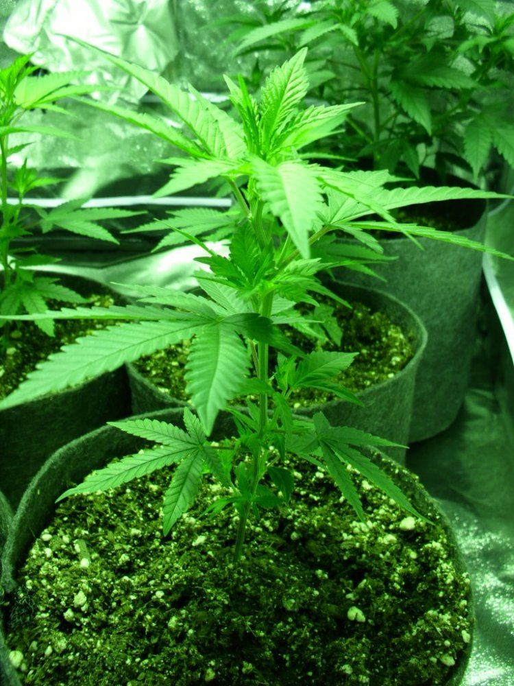 First real grow   sour og 6