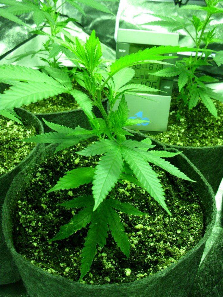 First real grow   sour og 7