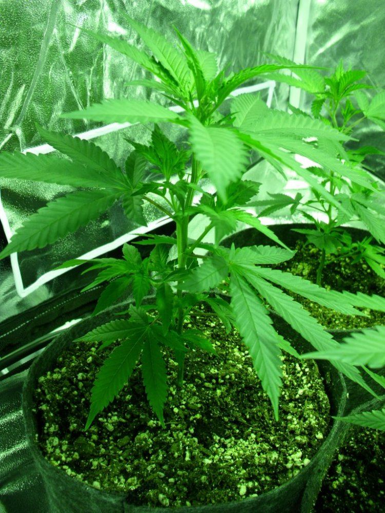 First real grow   sour og 8