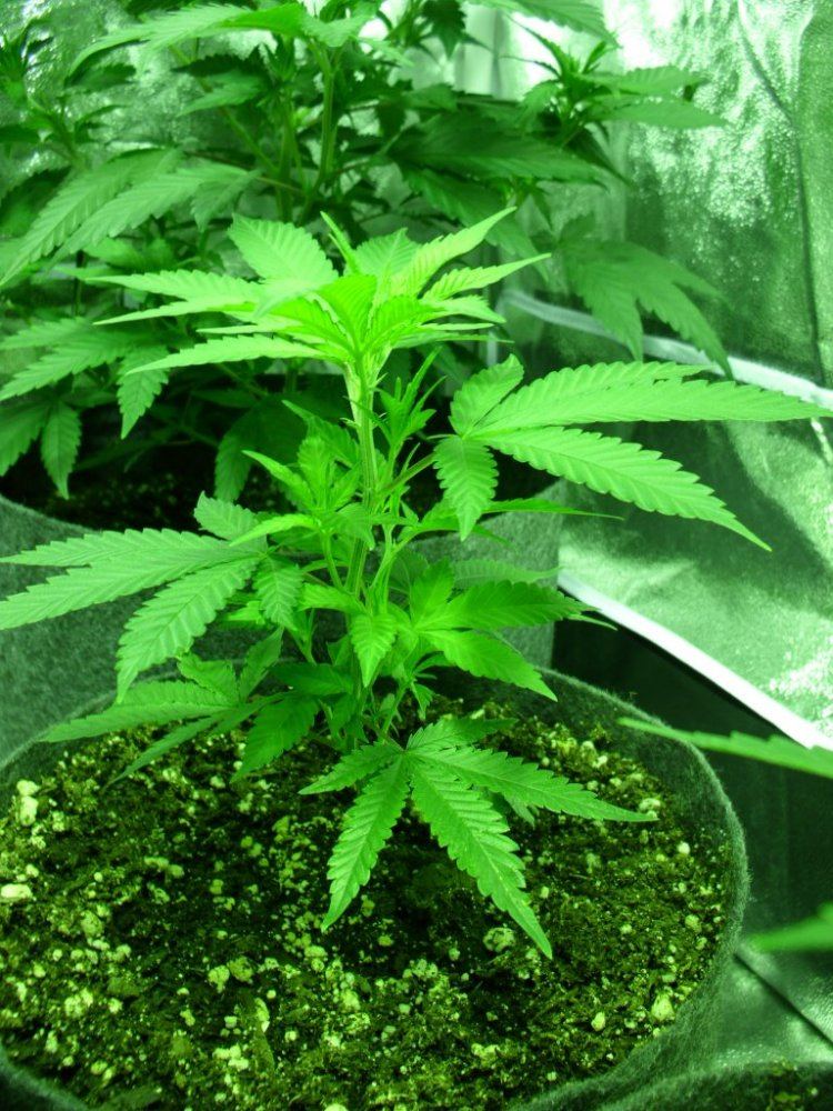 First real grow   sour og 9