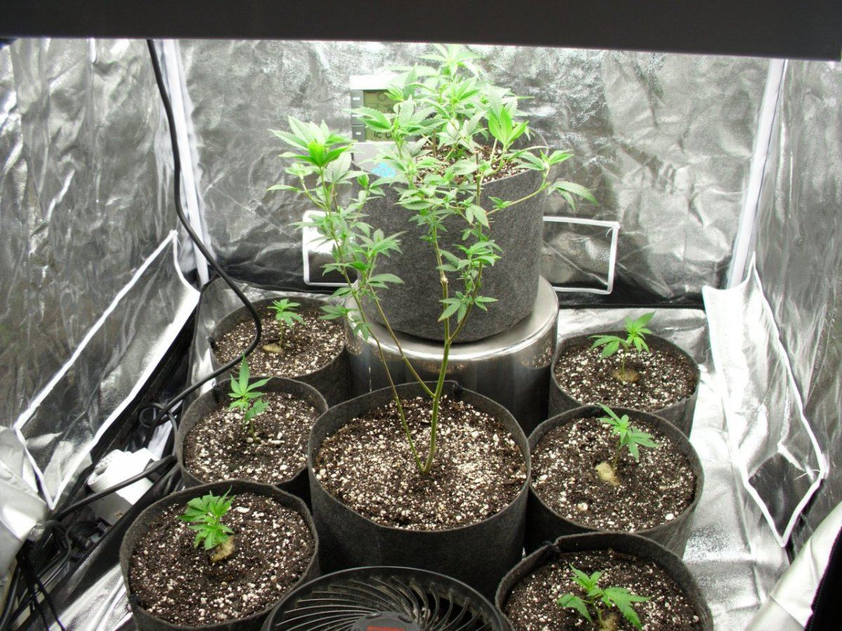 First real grow   sour og