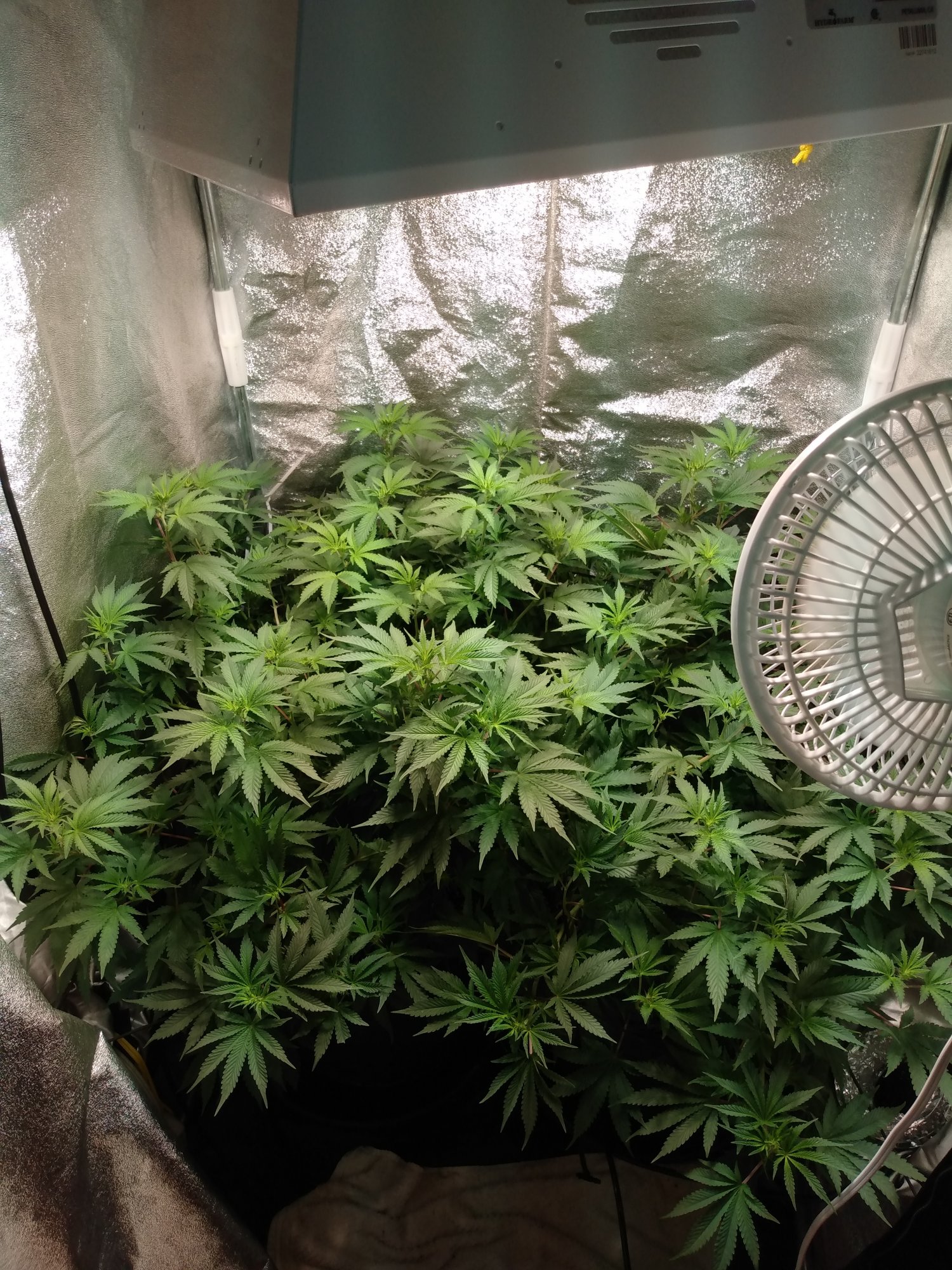 First real indoor grow