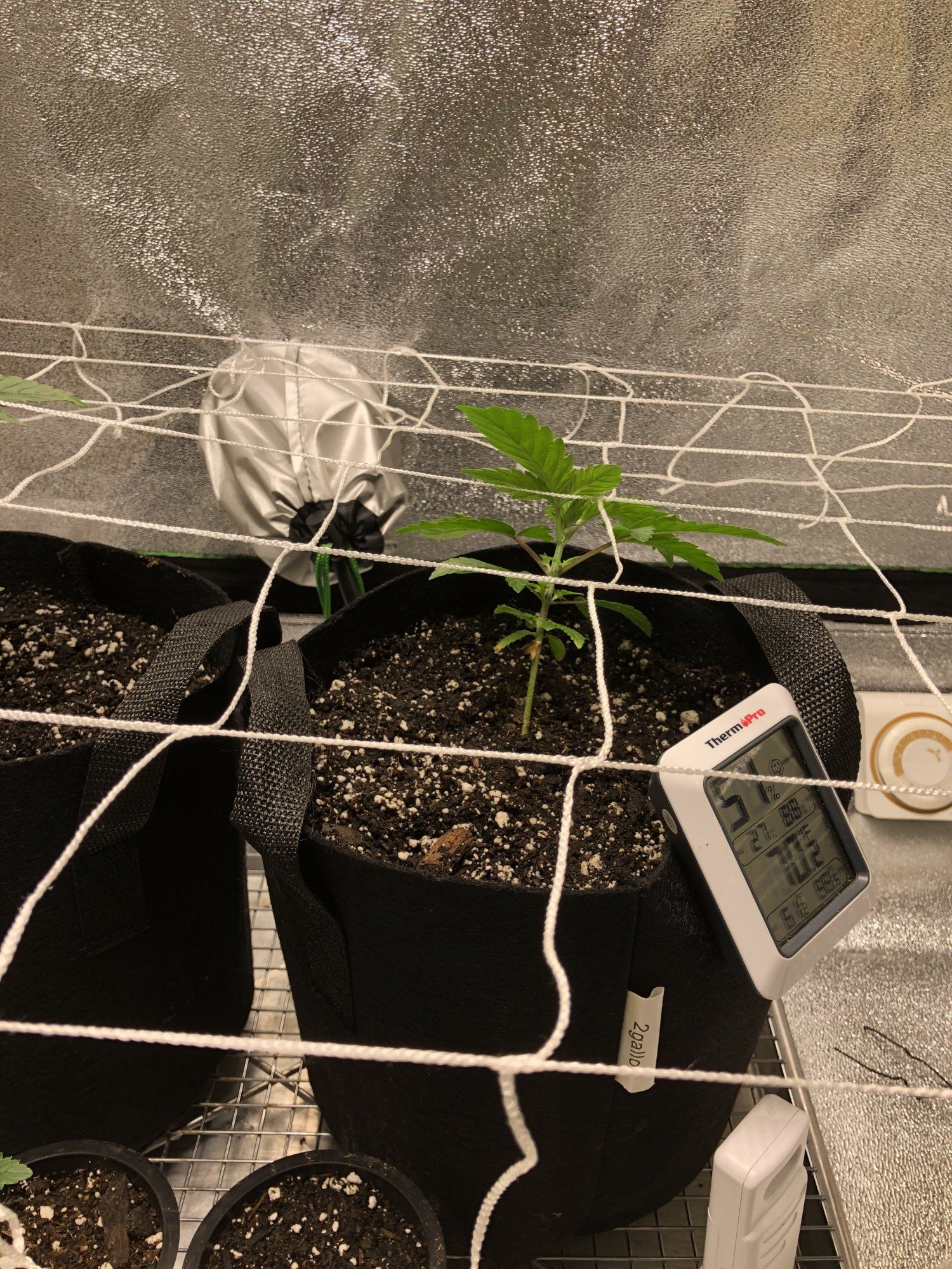 First scrog attempt how much am i fing up 3