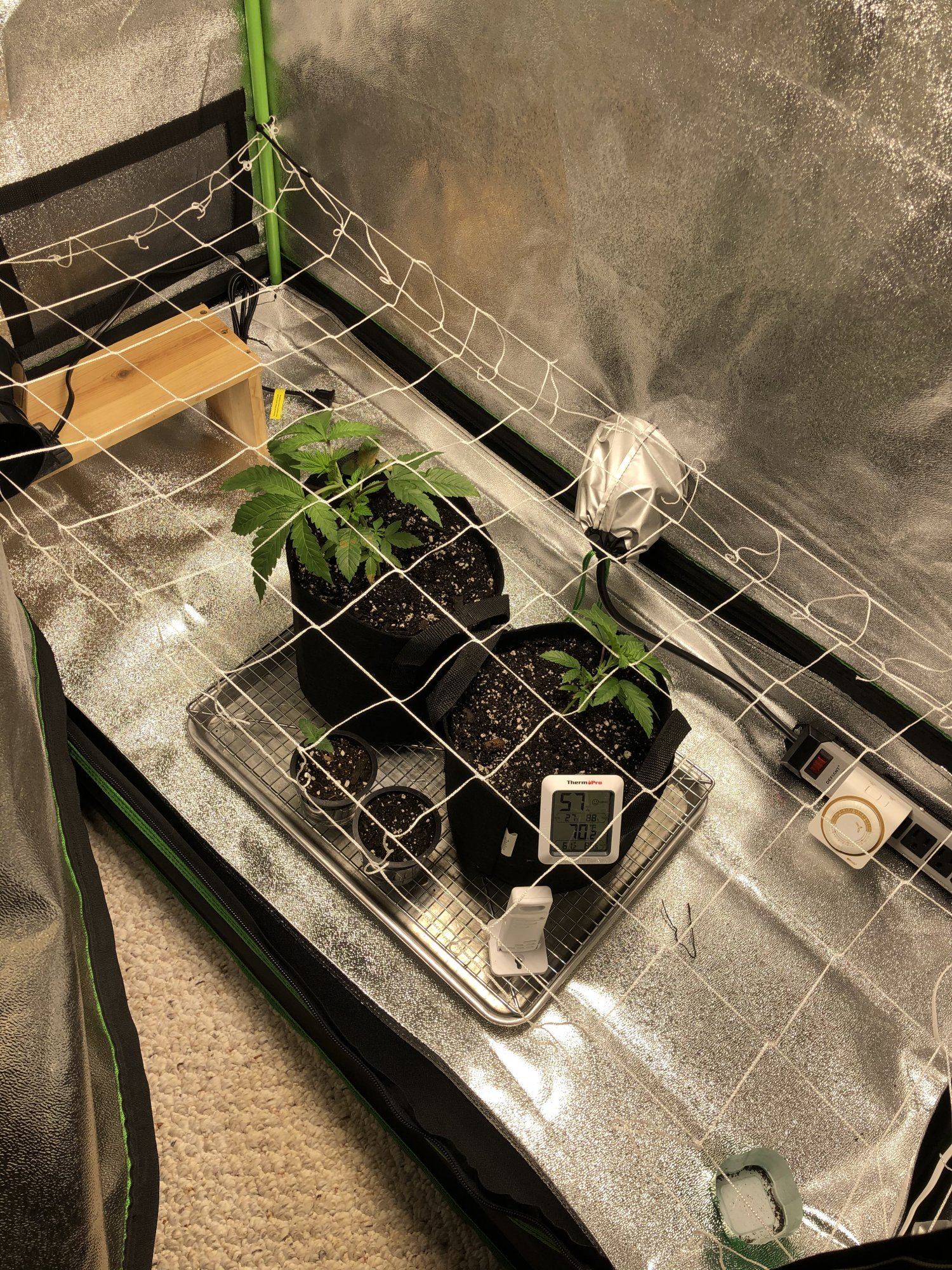 First scrog attempt how much am i fing up
