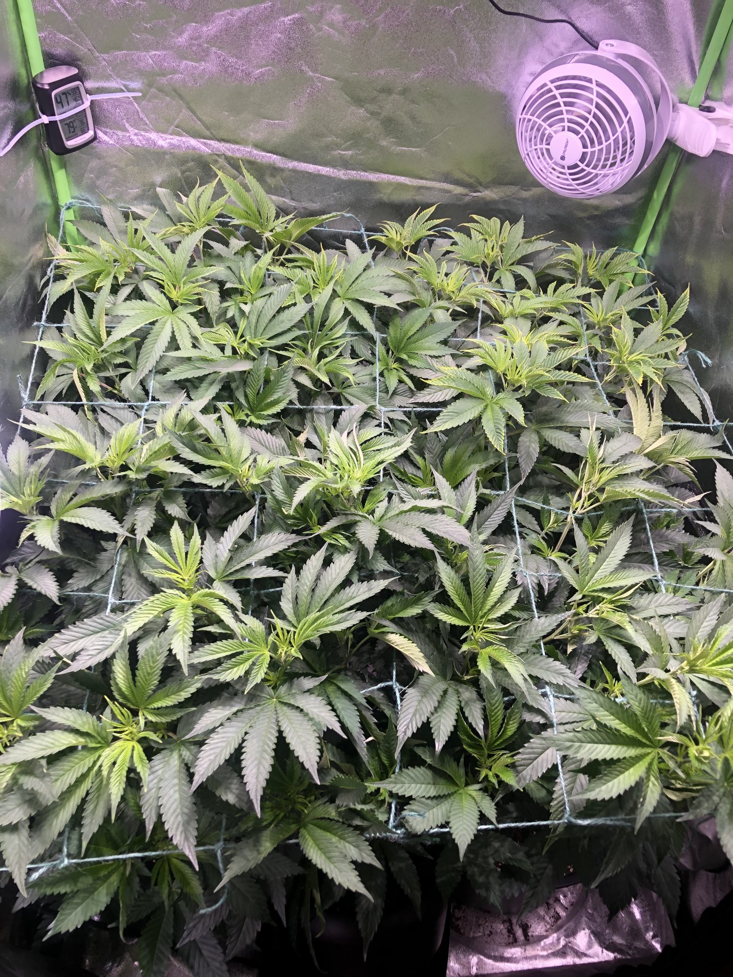 First scrog ever any tips