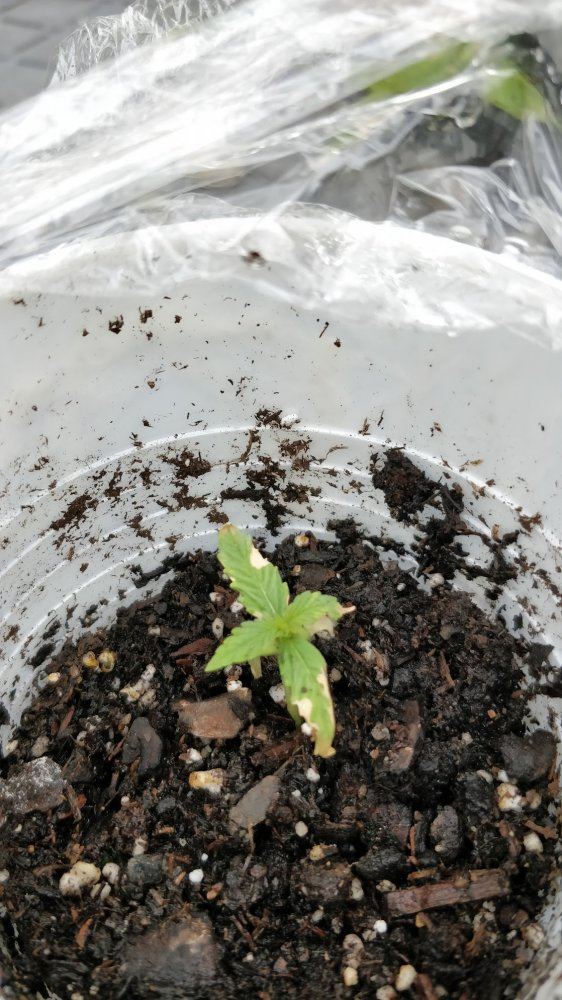 First seedling