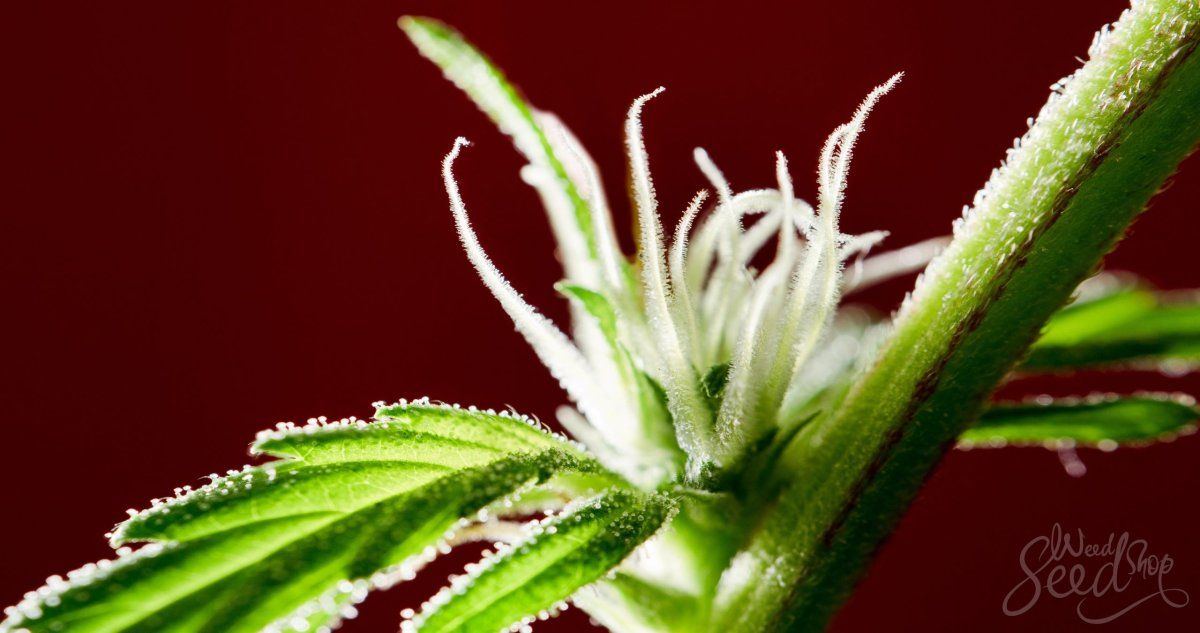 First Signs of Flowering Stage What to Look For scaled
