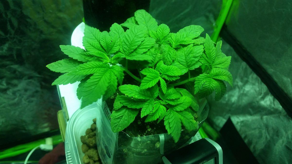 First tent growlegit setup journal 3