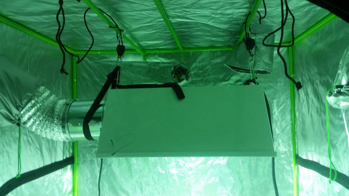 First tent growlegit setup journal 4