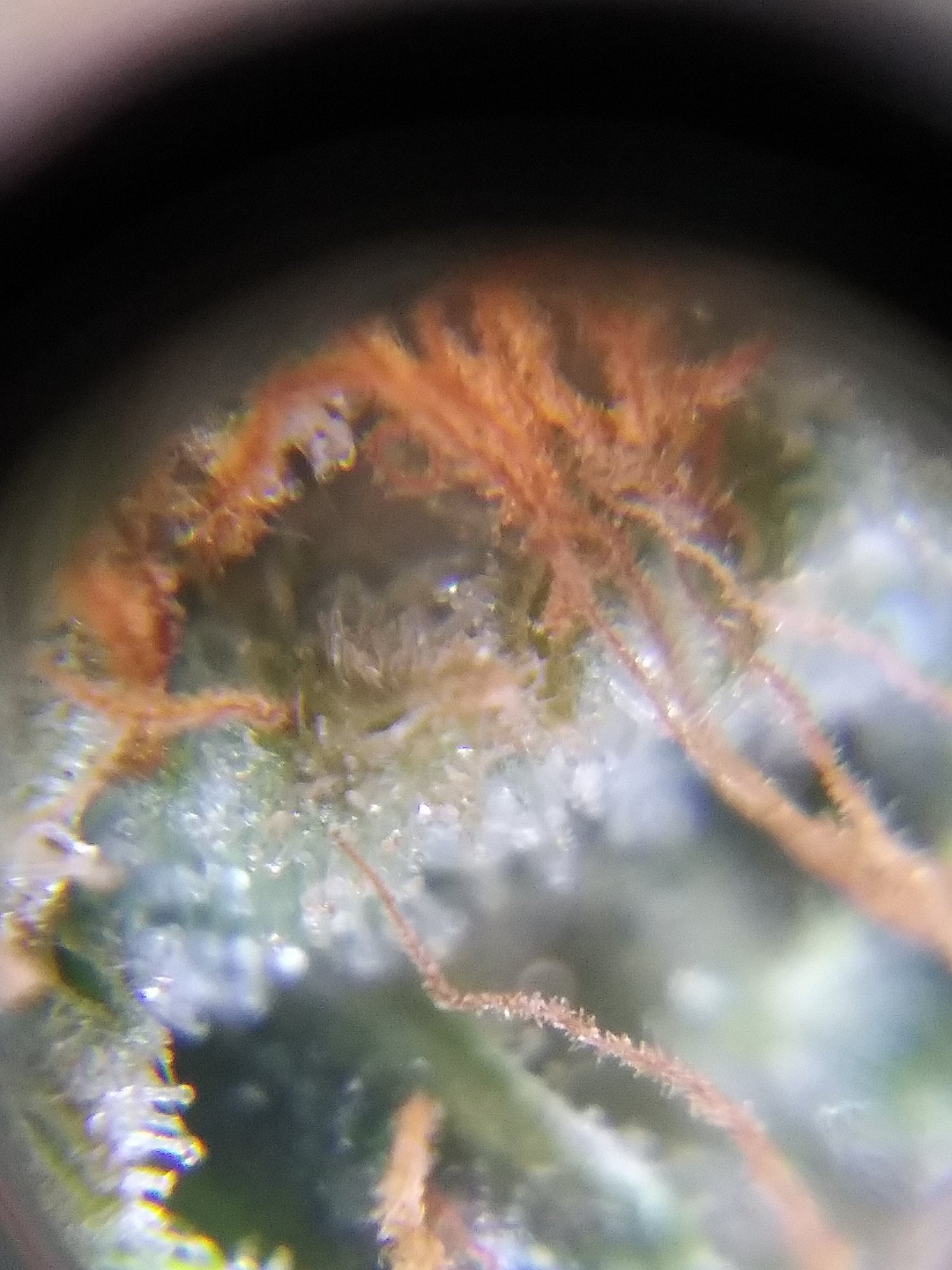 First thrichs pics aculpoca gold 3