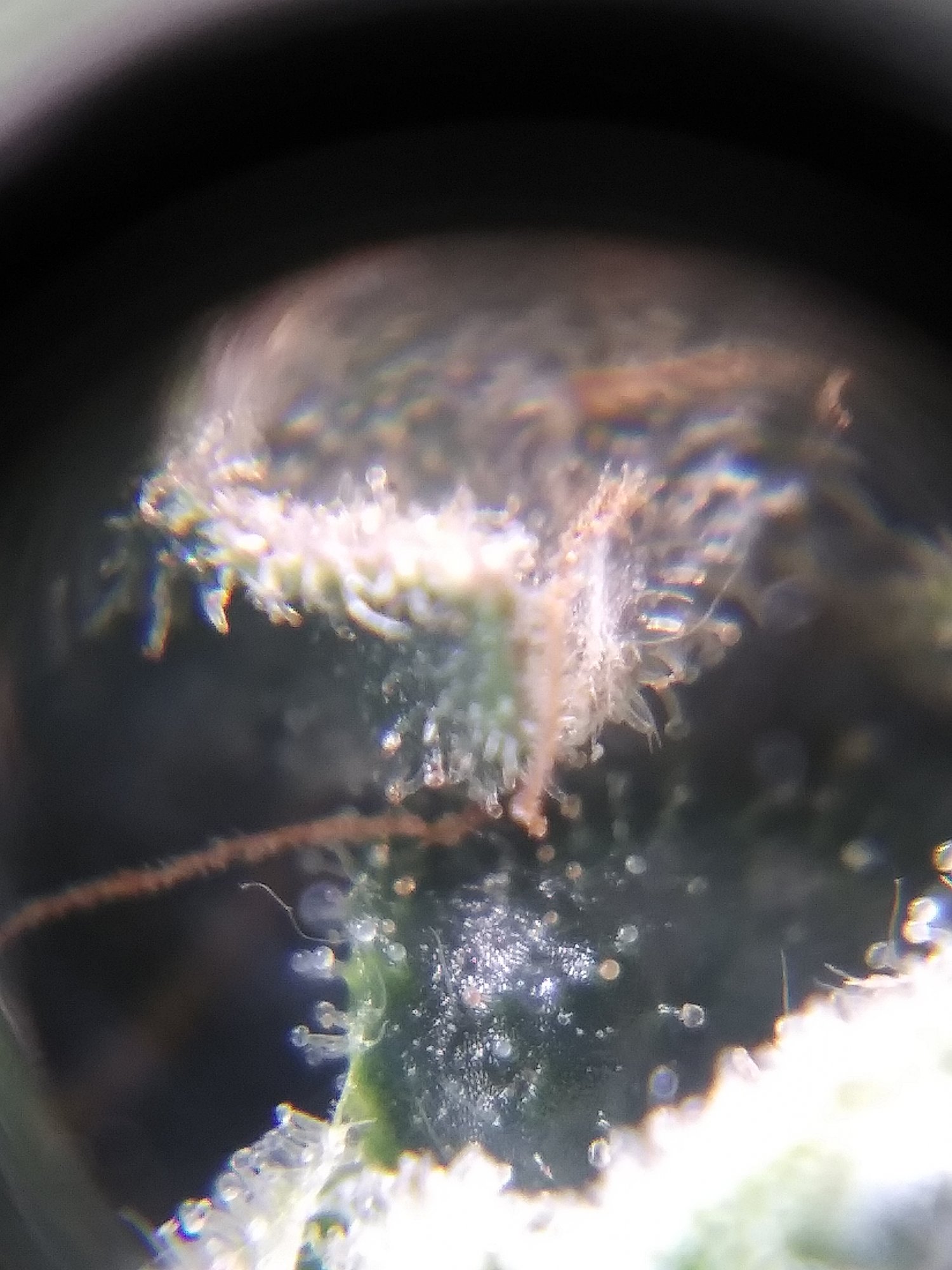First thrichs pics aculpoca gold 4