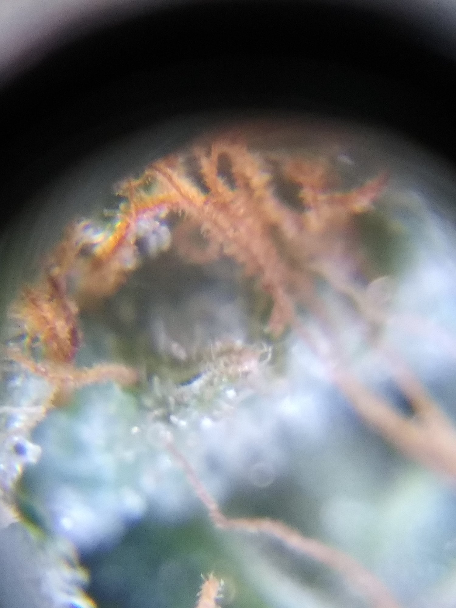 First thrichs pics aculpoca gold 5