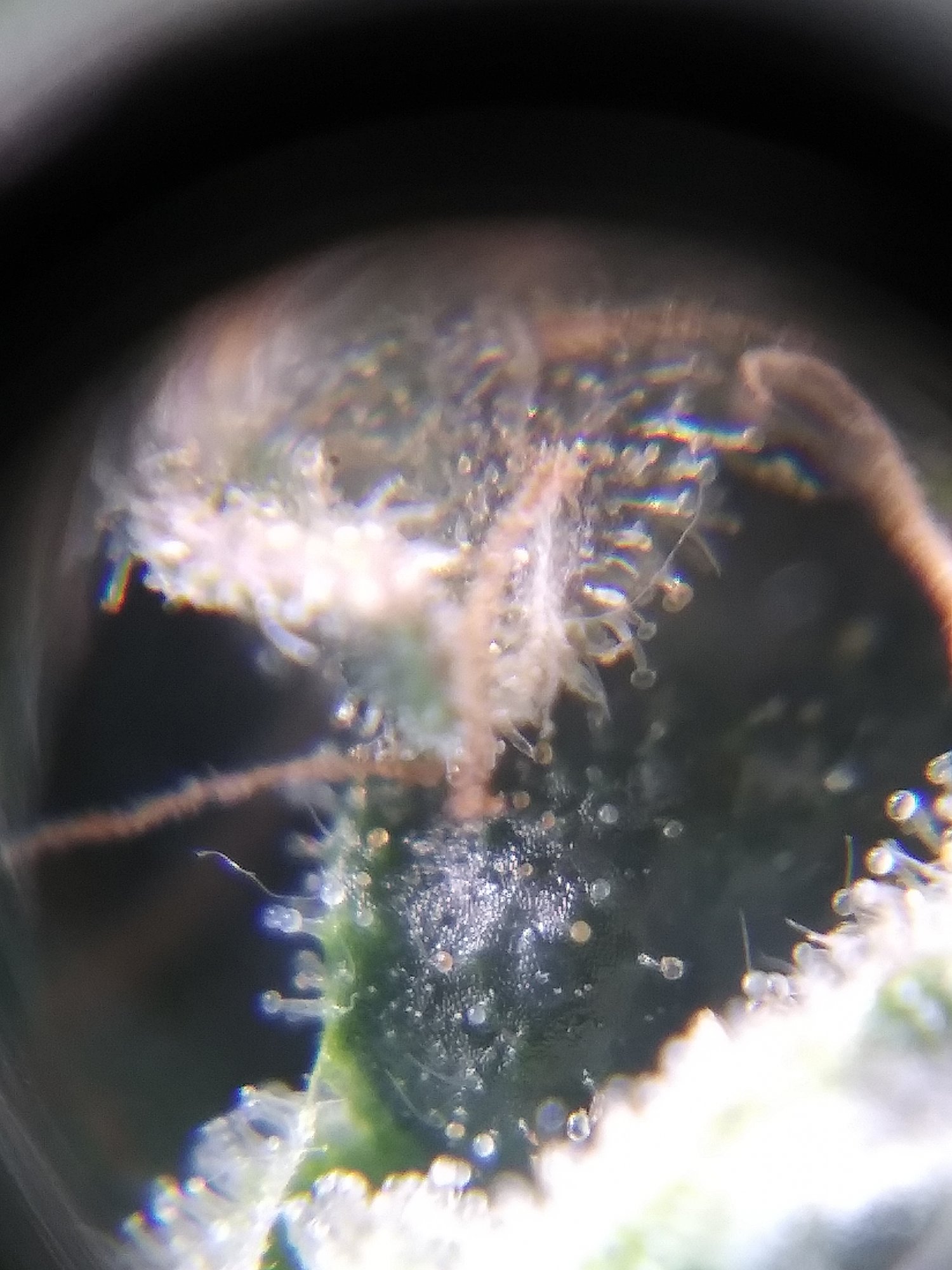 First thrichs pics aculpoca gold 6