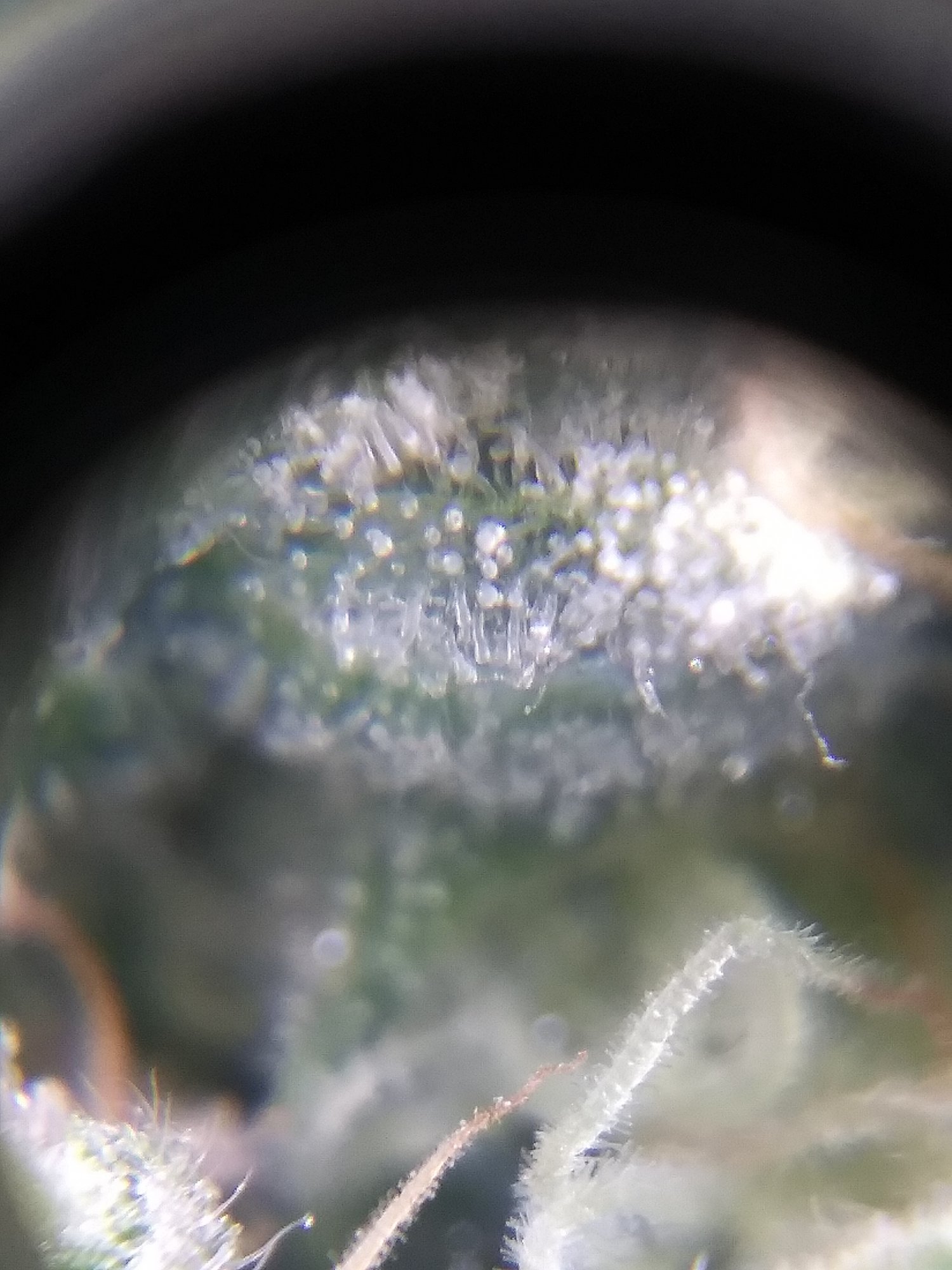 First thrichs pics aculpoca gold 7