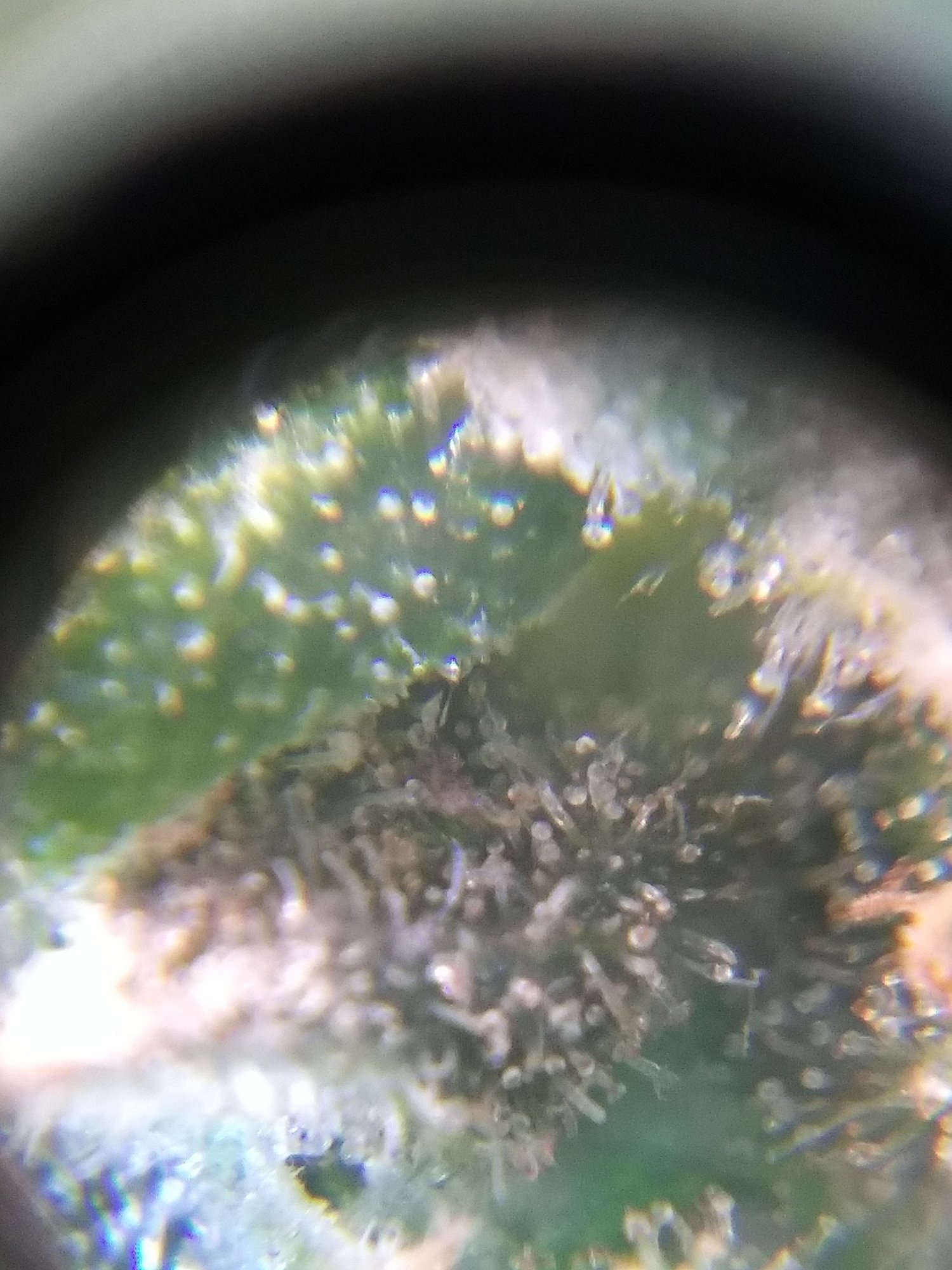 First thrichs pics aculpoca gold 8
