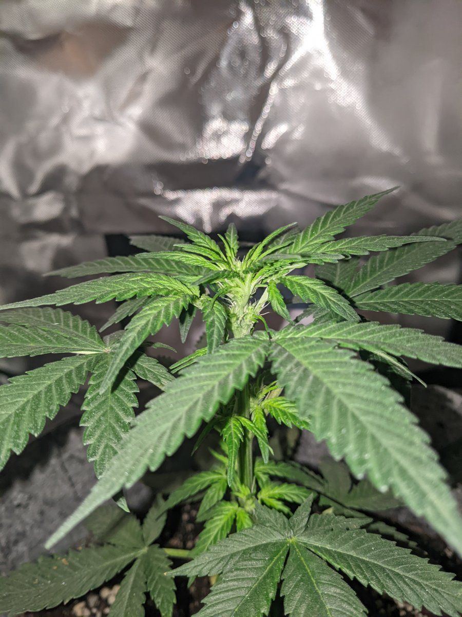 First time attempting lst want to make sure i am doing this right 2