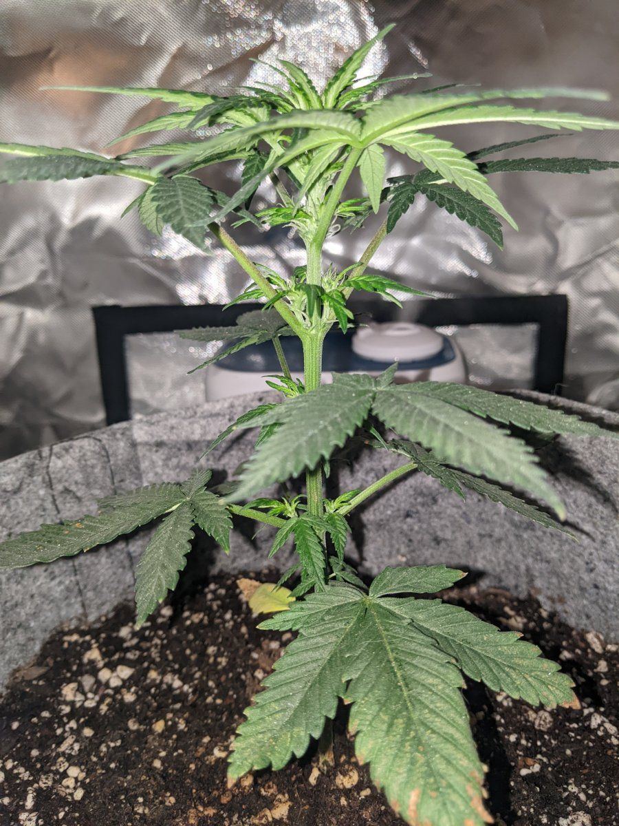 First time attempting lst want to make sure i am doing this right 3