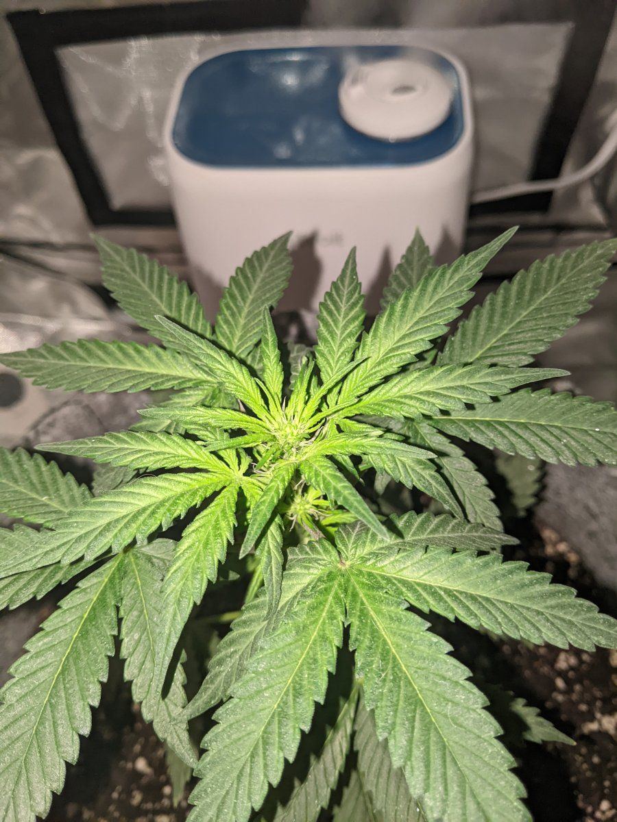 First time attempting lst want to make sure i am doing this right 4
