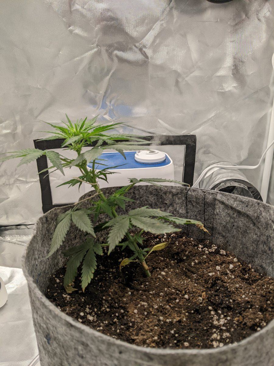 First time attempting lst want to make sure i am doing this right 5