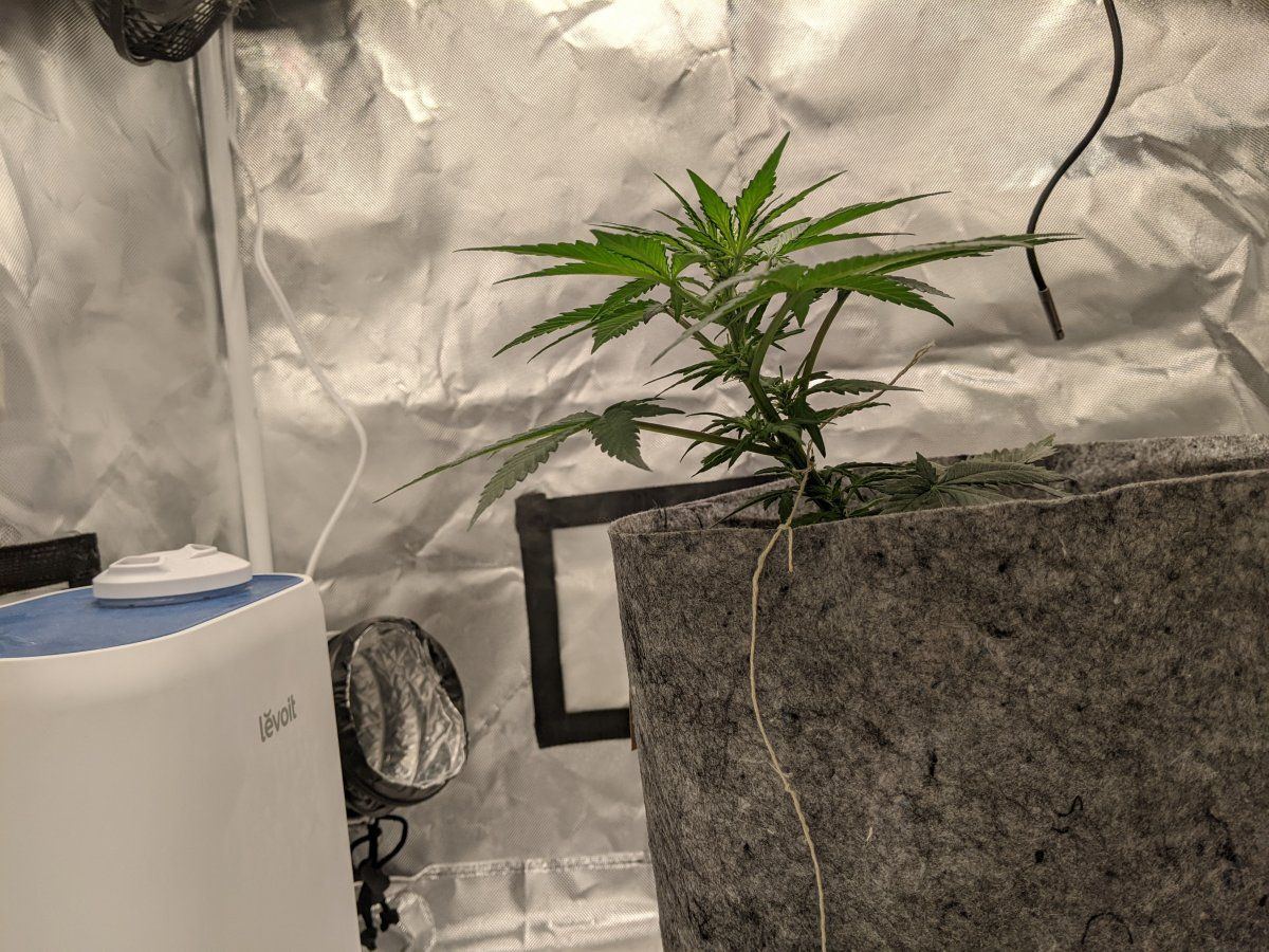 First time attempting lst want to make sure i am doing this right 7