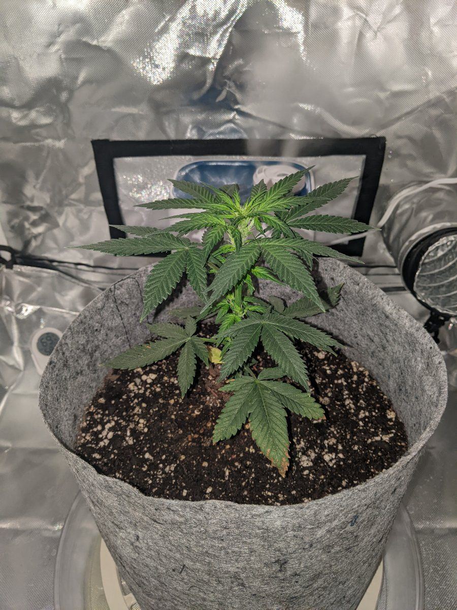 First time attempting lst want to make sure i am doing this right