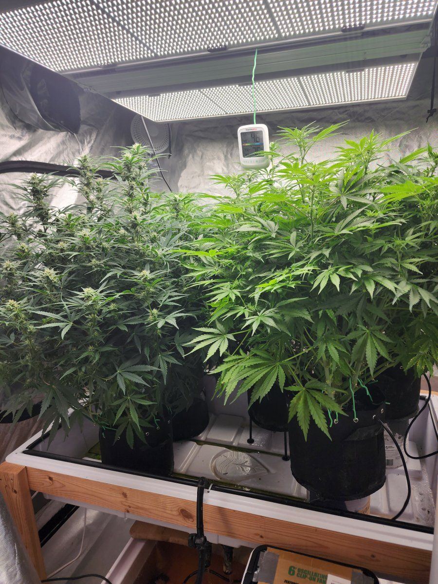 First time auto grow questions