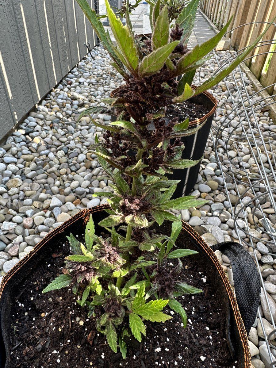 First time autoflower what happened 3