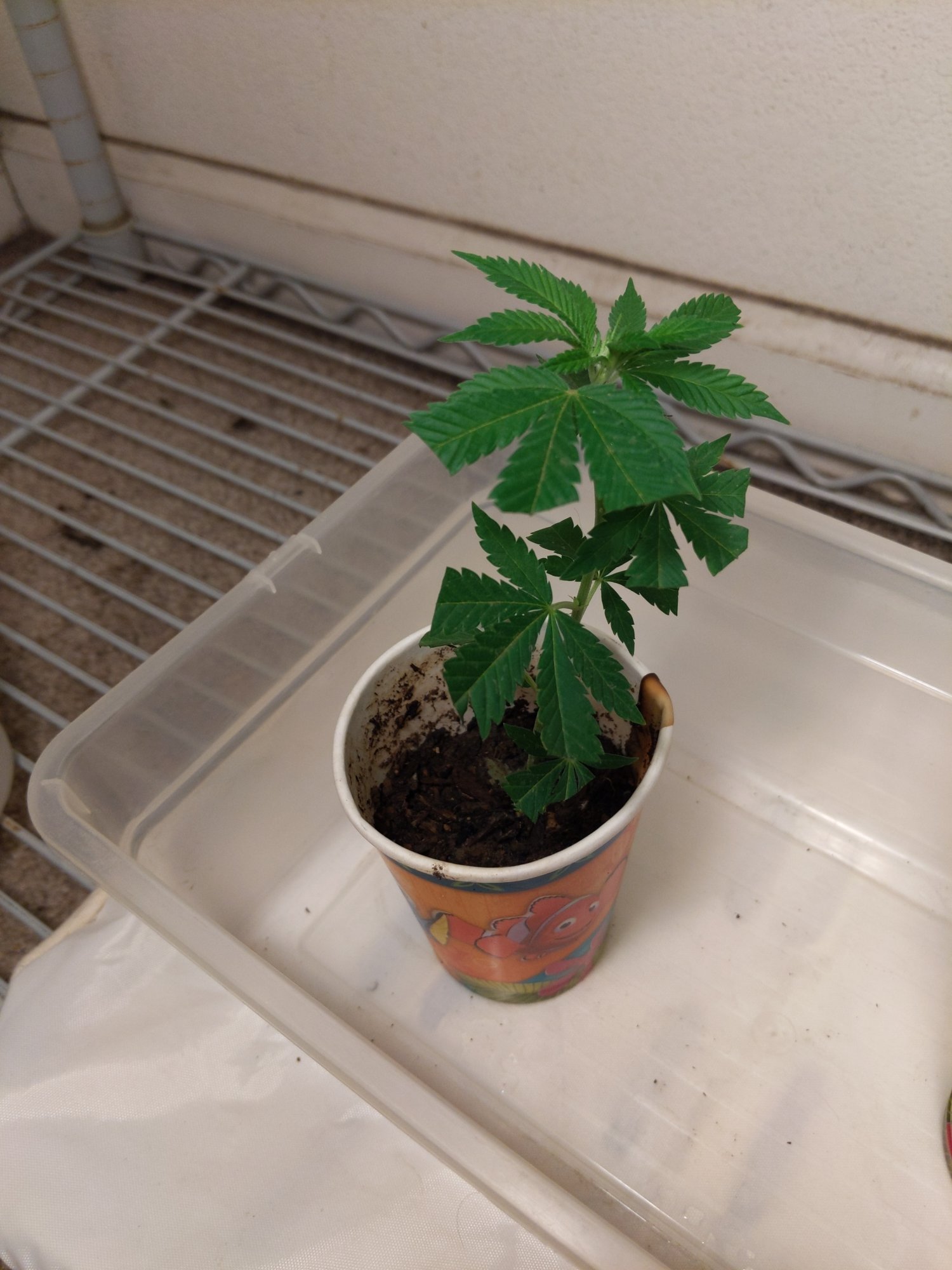First time cloning 2