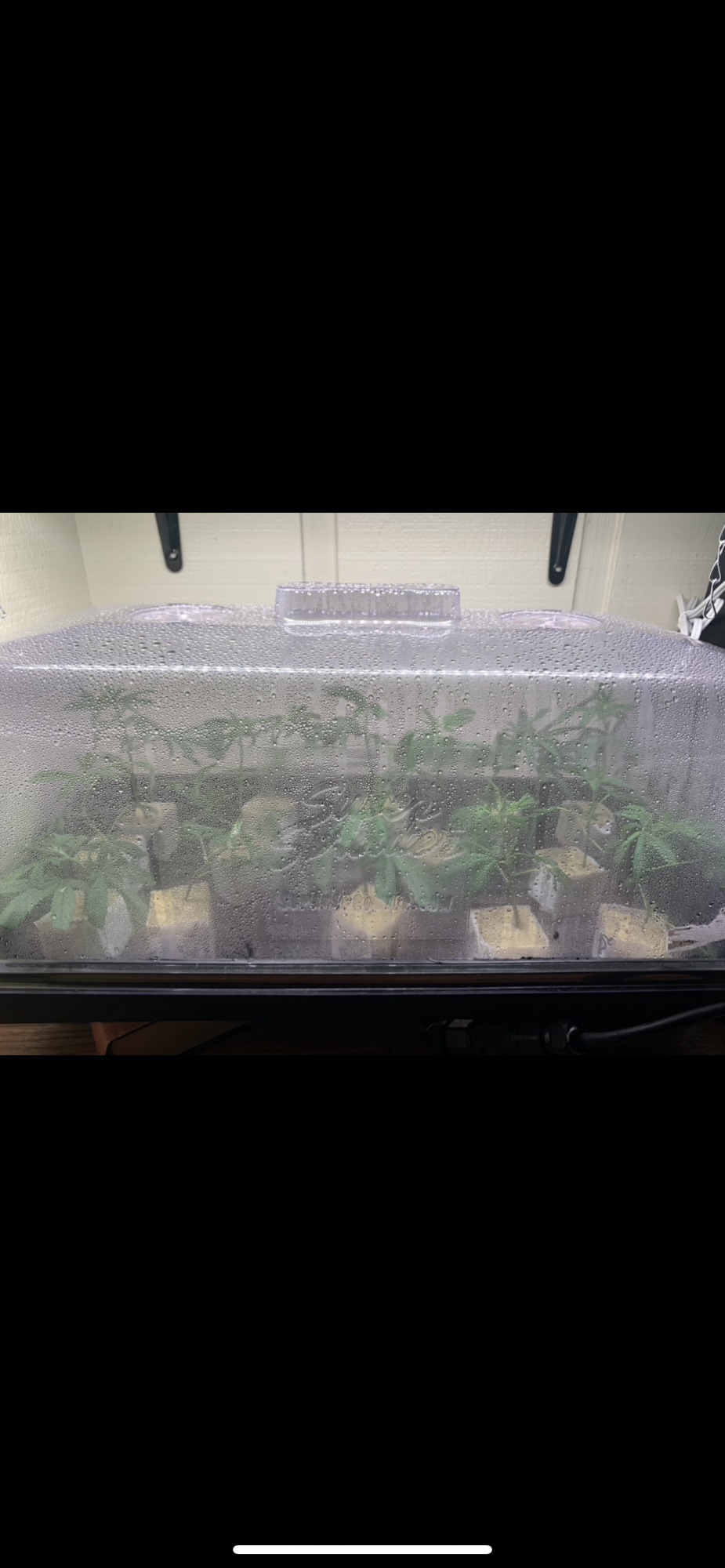 First time cloning day 1 lumens lux watts ppfds im beyond confused  and starting to think my l 5