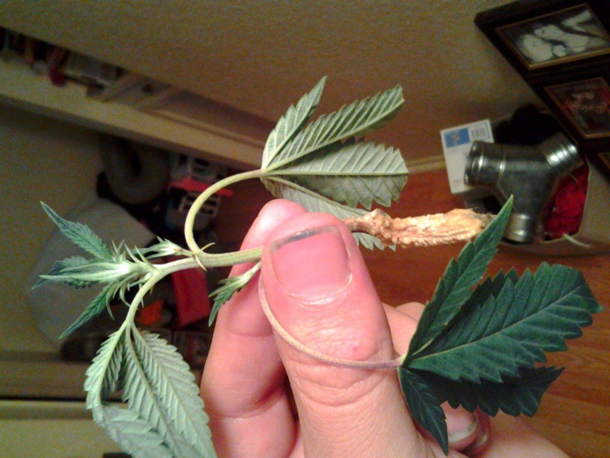 First time cloning used hormex almost roots wierd help plz 4
